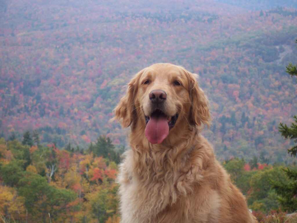 Ode To Boomer