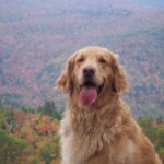 Ode To Boomer