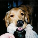 The Ever-Present Playful Spirit