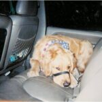 The Gentle Lead
