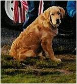 Doggie School