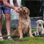 Boomer and Copper