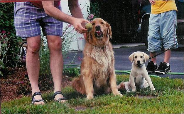 Boomer and Copper