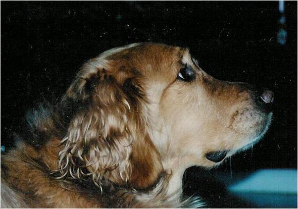 The Dog Days of August