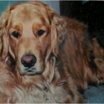 A True Retriever