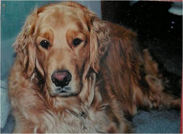 A True Retriever