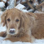 Snow Dog