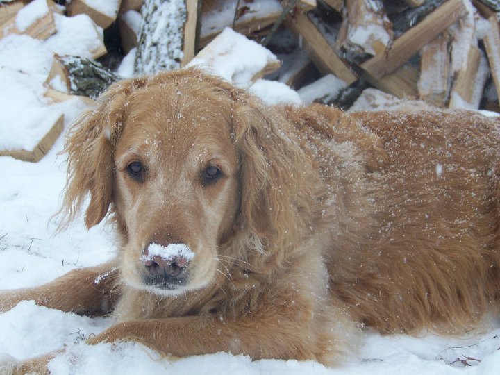 Snow Dog