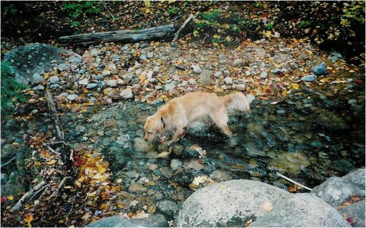 Wildernessstream Wildernessstream